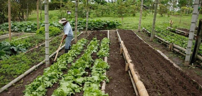 Lanzan Líneas Especiales de Crédito para el sector agropecuario