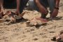 58 tortugas marinas liberadas en palomino (La Guajira)