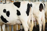 Gremios se unen a Fedegán en petición a MinComercio sobre activar la salvaguardia