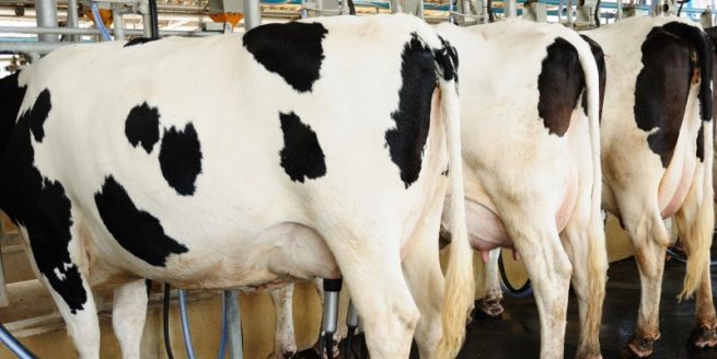 Gremios se unen a Fedegán en petición a MinComercio sobre activar la salvaguardia
