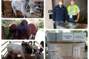 Genética Brahman colombiana llega por primera vez a Pakistán