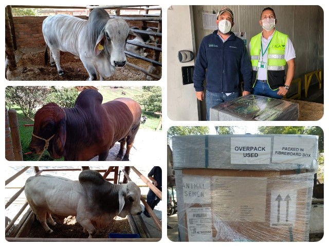 Genética Brahman colombiana llega por primera vez a Pakistán