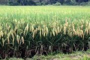Inició proceso de registro de intención de siembra de arroz para 2021