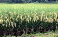 Inició proceso de registro de intención de siembra de arroz para 2021