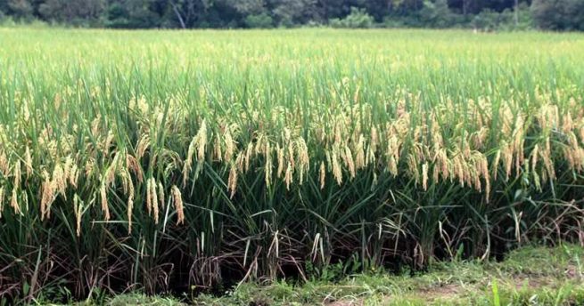 Inició proceso de registro de intención de siembra de arroz para 2021