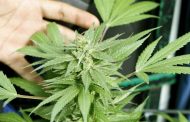 México a punto de legalizar marihuana recreativa, hito ante embate del narco