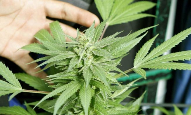 México a punto de legalizar marihuana recreativa, hito ante embate del narco