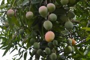 Mango de azúcar del Cesar rumbo a la Unión Europea