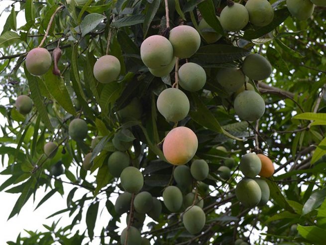 Mango de azúcar del Cesar rumbo a la Unión Europea