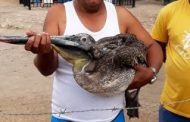 Coproguajira hace un llamado a la comunidad guajira a preservar y respetar las especies