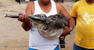 Coproguajira hace un llamado a la comunidad guajira a preservar y respetar las especies