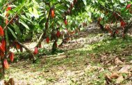La inversión de $ 20.500 millones en el Plan Nacional de Renovación de Cacao