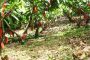 La inversión de $ 20.500 millones en el Plan Nacional de Renovación de Cacao