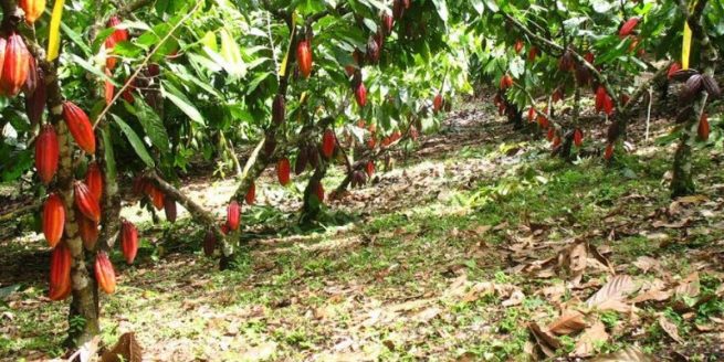 La inversión de $ 20.500 millones en el Plan Nacional de Renovación de Cacao