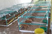 Uniguajira impulsa proyecto experimental con gallinas ponedoras y tilapia roja