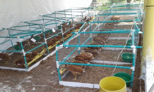 Uniguajira impulsa proyecto experimental con gallinas ponedoras y tilapia roja