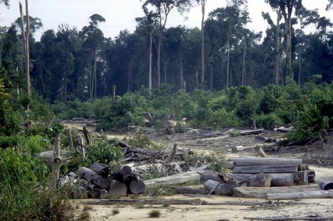 Deforestación ha causado cambios en ecosistemas en Riohacha, Dibulla y San Juan del Cesar