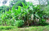 El ICA declaró la región de Urabá libre de Fusarium Raza 4 Tropical