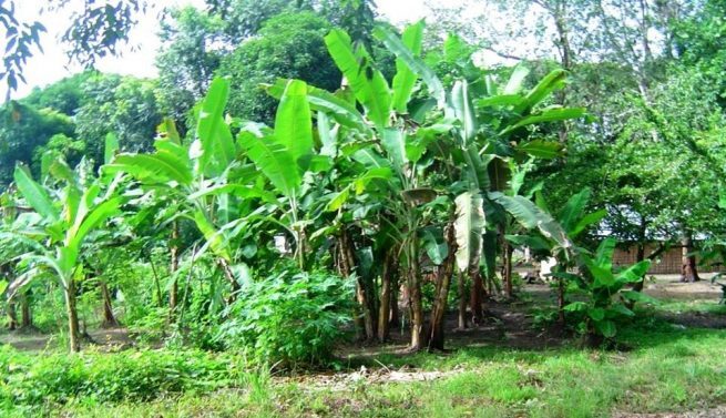 El ICA declaró la región de Urabá libre de Fusarium Raza 4 Tropical