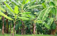 El ICA entrega parte de tranquilidad al sector productor de plátano y banano en Colombia