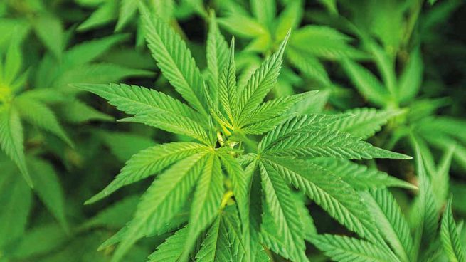 Colombia exportará semilla de cannabis no psicoactivo al Reino Unido
