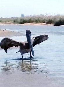 Corpoguajira hace un llamado a la ciudadanía a respetar y proteger la biodiversidad