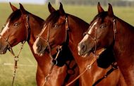 Colombia podrá exportar semen equino a República Dominicana
