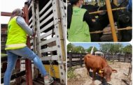 Animales movilizados en el Cesar cumplen con requisitos sanitarios establecidos