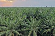 La palma, un cultivo clave que aporta sostenibilidad al país