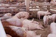 Porcicultores y avicultores continúan sintiendo el efecto del paro y bloqueo de vías