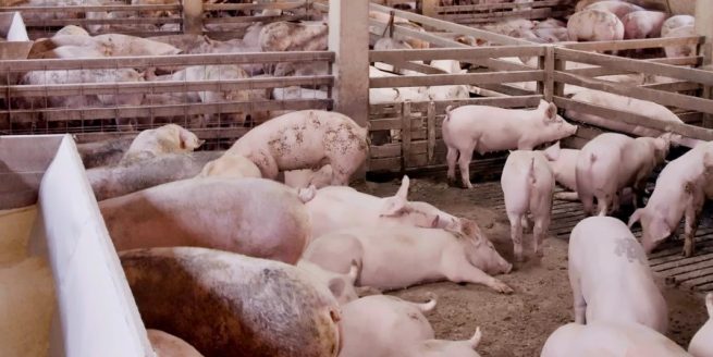 Porcicultores y avicultores continúan sintiendo el efecto del paro y bloqueo de vías