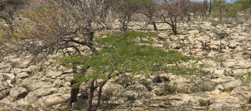 Ampliación de fronteras agrícolas en áreas no permitidas principal causa de deforestación en La Guajira