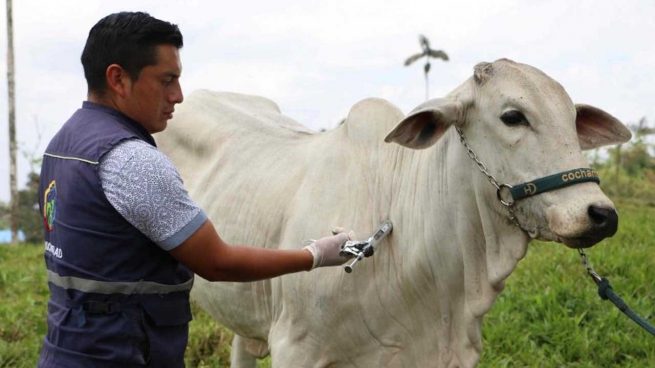 Se aplaza el inicio del ciclo de vacunación contra la fiebre aftosa en el país