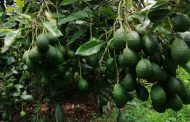 Con el envío de 1.600 kilos de aguacate Hass a Corea del Sur, Colombia exporta calidad, sabor y competitividad