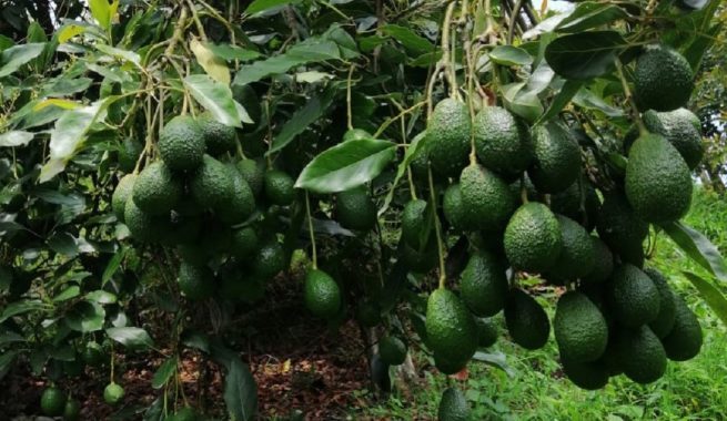 Con el envío de 1.600 kilos de aguacate Hass a Corea del Sur, Colombia exporta calidad, sabor y competitividad