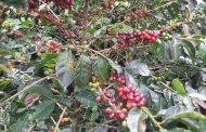 Colombia cuenta con laboratorios acreditados para certificar la calidad internacional de café y aguacate Hass