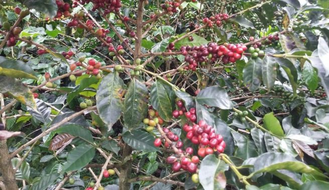Colombia cuenta con laboratorios acreditados para certificar la calidad internacional de café y aguacate Hass