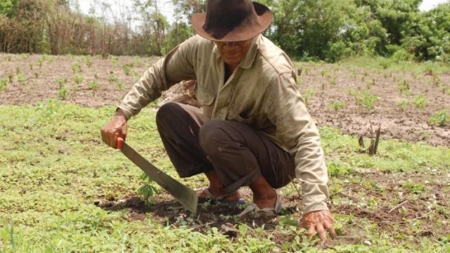 4 prácticas para impulsar el crecimiento y la productividad de los agricultores desde la industria, a propósito del Día del Campesino