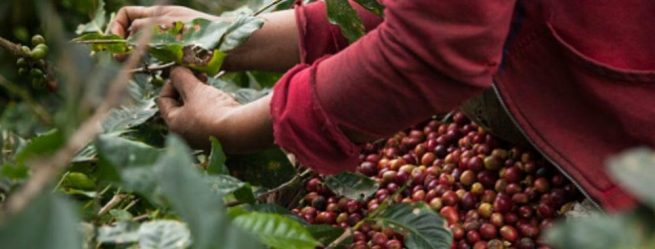 La cosecha cafetera para el 2021 podría cerrar en $ 10 billones, dice MinAgricultura