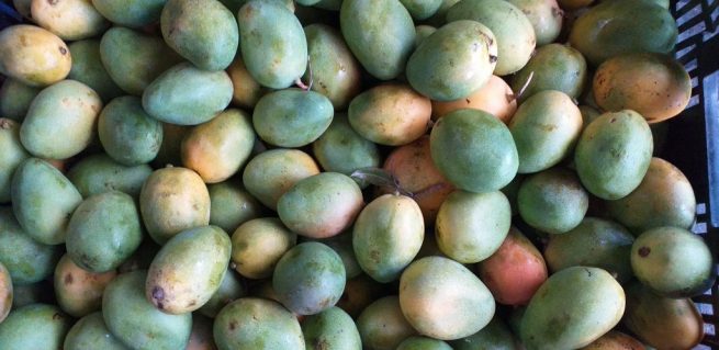 Mango colombiano a un paso de ingresar al mercado de EE.UU.