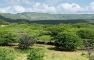 En Albania, Hatonuevo y Barrancas (La Guajira), plantarán más de 1.5 millones de árboles en los próximos 5 años