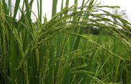 Nuevo apoyo a la comercialización de arroz integral