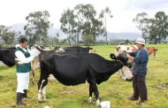 El ICA modifica el protocolo serológico para el diagnóstico de brucelosis bovina