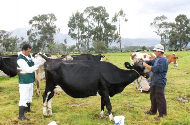 El ICA modifica el protocolo serológico para el diagnóstico de brucelosis bovina