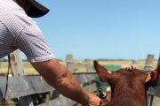 Ciclo I de vacunación ha logrado inmunizar 2,5 millones de animales contra la fiebre aftosa