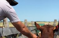Ciclo I de vacunación ha logrado inmunizar 2,5 millones de animales contra la fiebre aftosa