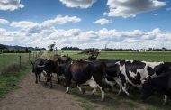 Colombia podrá exportar cálculos biliares bovinos a Paraguay