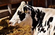 El ICA monitorea la presencia de residuos de medicamentos y contaminantes químicos en bovinos