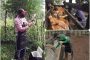 En Colombia han vacunado contra aftosa 13,2 millones de animales