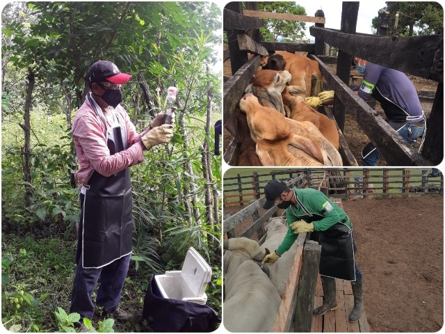 En Colombia han vacunado contra aftosa 13,2 millones de animales